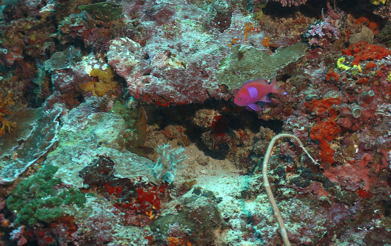 Sipadan_2015_barbier rouge a tache_Pseudanthias pleurotaenia_IMG_2172_rc.jpg